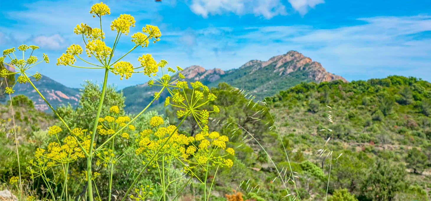 Flore foret de l'esterel