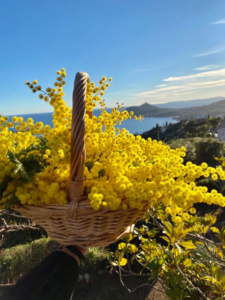 Mimosa à Esterel Caravaning-2 Mimosa à Esterel Caravaning-2